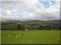 Sheep at Wath, upper Lunesdale