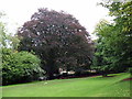 Berkeley Square garden