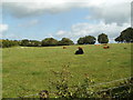 ST3195 : Cows in a field near Croescyceiliog by Jaggery