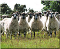 Inquisitive sheep on Leiston Common