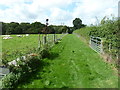 Sheep by pleasant path by Lower Hawksfold