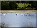 Swan and cygnets on Lower Pool, Lymore Park