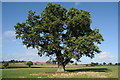 SO8732 : Oak tree at Home Farm by Philip Halling