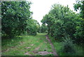 Footpath in Hornchurch Country Park