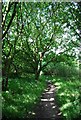 Wooded footpath