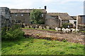 Sheep waiting outside Bawsedge Farm