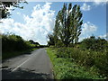 Wind swept Poplars by entrance to Northend Farm