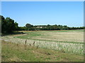 Farmland near Campsmount Home Farm