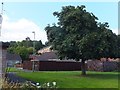 Horse Chestnut tree and modern housing beside Melbourne Street