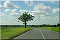 Tree by the open road