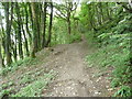 Footpath along the wooded valley side