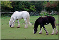 Cobs grazing north of Great Haywood, Staffordshire