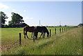 Horses, Tughall Grange