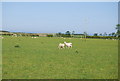 Sheep, Tughall Grange