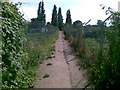 Path through allotment gardens, Faversham