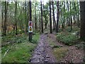 Forestry notices in Winterfold Wood