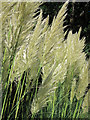 Pampas Grass by Hampden Park Drive