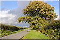 Oak tree beside the road