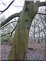 Magnolia salicifolia near Hascombe