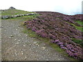 SJ1267 : Heather on Penycloddiau in September by Jeremy Bolwell