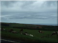 Farmland off the A174