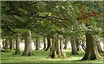NT1635 : Trees near the Tweed at Dawyck by Jim Barton