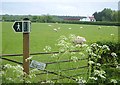 Sheep by Ramsden Farm