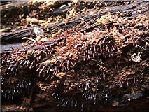 NS3977 : A slime mould - Stemonitopsis typhina by Lairich Rig
