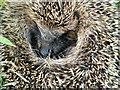 Young hedgehog (Erinaceus europaeus)