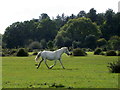 SU2413 : New Forest Pony, Janesmoor Plain by Maigheach-gheal