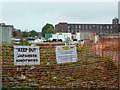 Japanese Knotweed in Rochdale