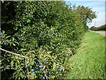 TA0837 : Trees full of sloe berries on Drove Lane by Ian S