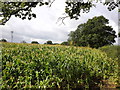 Field of Maize, Lype Hill