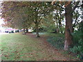 Tree-lined path