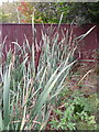 Bulrush (Typha latifolia), Coombe Bissett