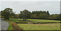 Sheep in a field on the east side of the A4042