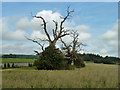 SU9008 : Dead trees, Halnaker by Robin Webster