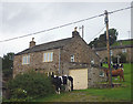 Cows on the loose in Gunnerside!