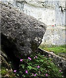 SD8964 : Herb Robert & climbers on Malham Cove - a sense of scale by Andrew Curtis