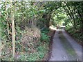 Minor road passing Houndsmoor Wood