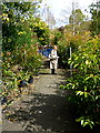 N6087 : A woodland path â part of a Garden Centre on the Ballyjamesduff Road in Virginia by D Gore
