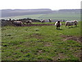 Flock of sheep, Butterdean