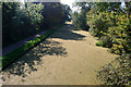 Azolla covers the Erewash Canal