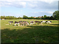 Cleethorpes Country Park