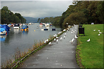 NS3982 : Boats on the river Leven by Peter Church