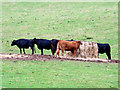 Cattle near Fornought