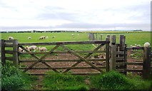 NU2131 : Gate north of North Sunderland by N Chadwick
