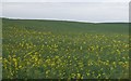 Oilseed Rape in flower