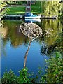 Giant Hogweed, River Tees near Yarm