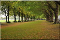 Avenue of trees in Wandsworth Park